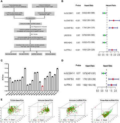 Identification and Validation of an Immune-Related lncRNA Signature to Facilitate Survival Prediction in Gastric Cancer